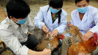 What you should know about the new avian bird flu